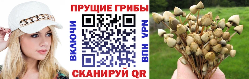 Псилоцибиновые грибы мицелий Мензелинск